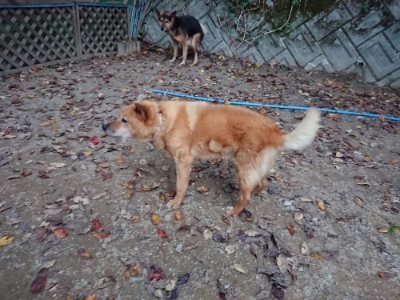 f:id:roukenhome-ann:20181121081928j:plain f:id:roukenhome-ann:20181121081928j:plain