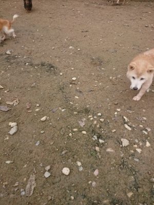f:id:roukenhome-ann:20181121081946j:plain f:id:roukenhome-ann:20181121081946j:plain