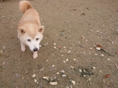 f:id:roukenhome-ann:20181121081951j:plain f:id:roukenhome-ann:20181121081951j:plain
