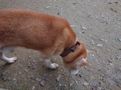 f:id:roukenhome-ann:20181121082030j:plain f:id:roukenhome-ann:20181121082030j:plain