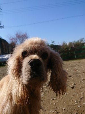 f:id:roukenhome-ann:20181121082138j:plain f:id:roukenhome-ann:20181121082138j:plain