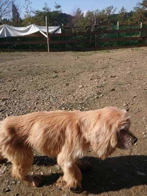 f:id:roukenhome-ann:20181121082155j:plain f:id:roukenhome-ann:20181121082155j:plain