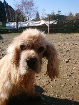 f:id:roukenhome-ann:20181121082208j:plain f:id:roukenhome-ann:20181121082208j:plain