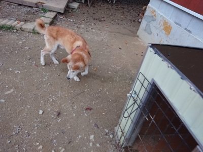 f:id:roukenhome-ann:20181121082848j:plain f:id:roukenhome-ann:20181121082848j:plain
