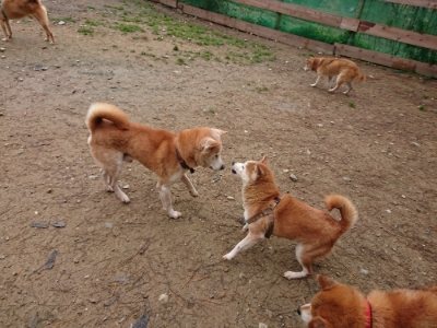 f:id:roukenhome-ann:20181122084116j:plain