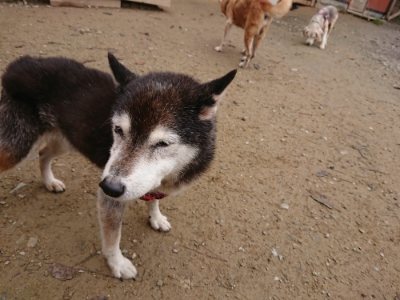 f:id:roukenhome-ann:20181122084313j:plain