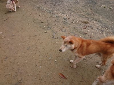 f:id:roukenhome-ann:20181122084528j:plain