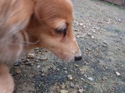 f:id:roukenhome-ann:20181122084631j:plain