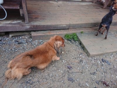 f:id:roukenhome-ann:20181122084717j:plain