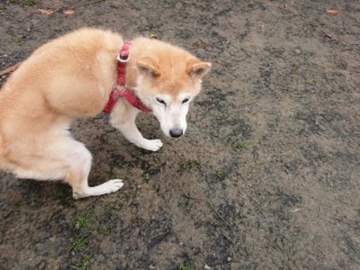 f:id:roukenhome-ann:20181122084825j:plain