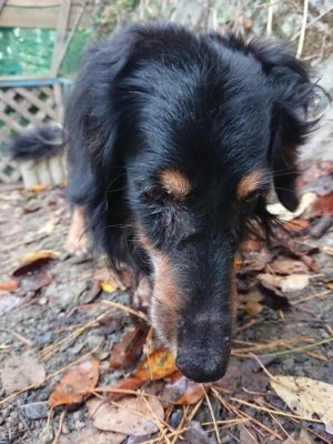 f:id:roukenhome-ann:20181122084907j:plain