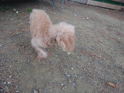 f:id:roukenhome-ann:20181123053604j:plain