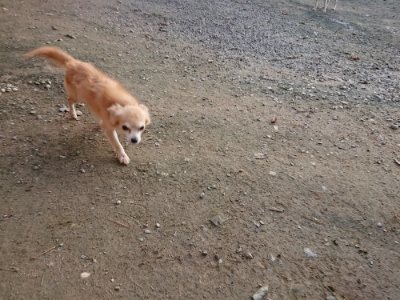 f:id:roukenhome-ann:20181123053632j:plain