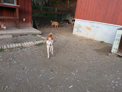 f:id:roukenhome-ann:20181123053707j:plain