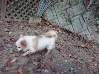 f:id:roukenhome-ann:20181123054644j:plain