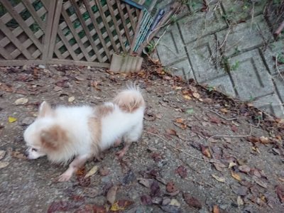 f:id:roukenhome-ann:20181123054649j:plain