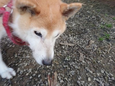 f:id:roukenhome-ann:20181123055034j:plain