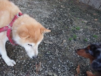 f:id:roukenhome-ann:20181123055046j:plain