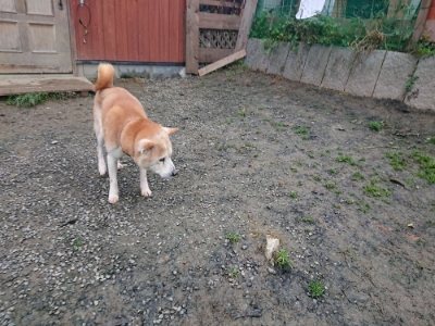 f:id:roukenhome-ann:20181123184019j:plain