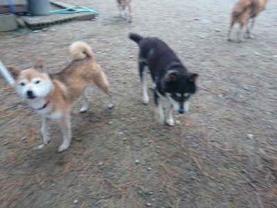 f:id:roukenhome-ann:20181124091007j:plain