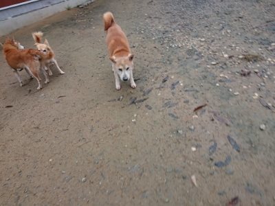 f:id:roukenhome-ann:20181124123606j:plain