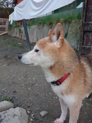 f:id:roukenhome-ann:20181127053411j:plain