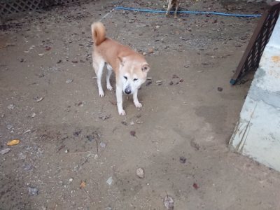 f:id:roukenhome-ann:20181127053632j:plain