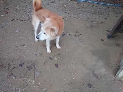 f:id:roukenhome-ann:20181127072546j:plain