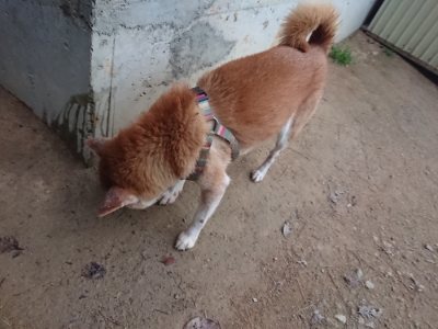 f:id:roukenhome-ann:20181127072646j:plain