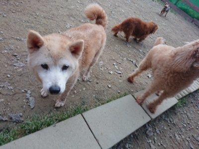 f:id:roukenhome-ann:20181127073324j:plain