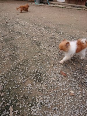 f:id:roukenhome-ann:20181127073430j:plain