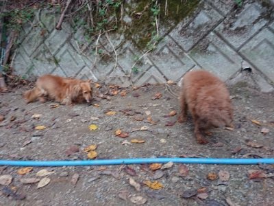 f:id:roukenhome-ann:20181127073732j:plain