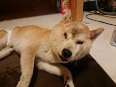 f:id:roukenhome-ann:20181127122140j:plain