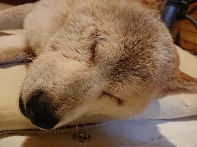 f:id:roukenhome-ann:20181129123922j:plain