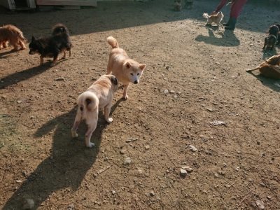 f:id:roukenhome-ann:20181129125521j:plain