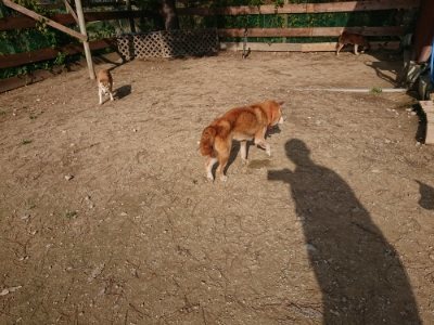 f:id:roukenhome-ann:20181129125530j:plain