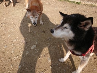 f:id:roukenhome-ann:20181129125549j:plain