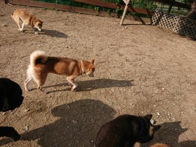 f:id:roukenhome-ann:20181129125639j:plain
