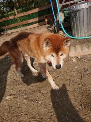 f:id:roukenhome-ann:20181129125803j:plain