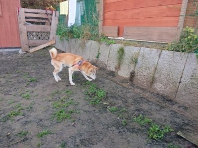 f:id:roukenhome-ann:20181130093232j:plain f:id:roukenhome-ann:20181130093232j:plain
