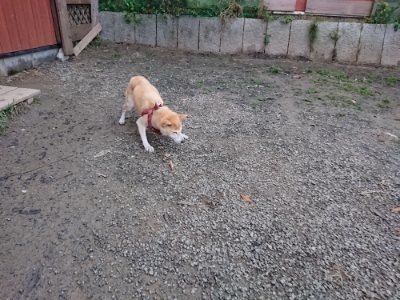 f:id:roukenhome-ann:20181130093247j:plain f:id:roukenhome-ann:20181130093247j:plain
