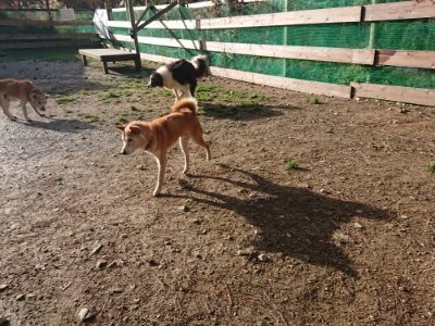 f:id:roukenhome-ann:20181130093812j:plain f:id:roukenhome-ann:20181130093812j:plain
