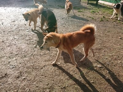 f:id:roukenhome-ann:20181130112658j:plain f:id:roukenhome-ann:20181130112658j:plain
