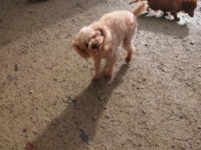f:id:roukenhome-ann:20181130112911j:plain f:id:roukenhome-ann:20181130112911j:plain