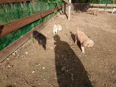 f:id:roukenhome-ann:20181130113842j:plain f:id:roukenhome-ann:20181130113842j:plain