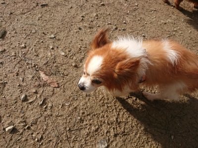 f:id:roukenhome-ann:20181130113944j:plain f:id:roukenhome-ann:20181130113944j:plain