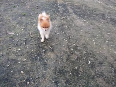 f:id:roukenhome-ann:20181201052417j:plain f:id:roukenhome-ann:20181201052417j:plain