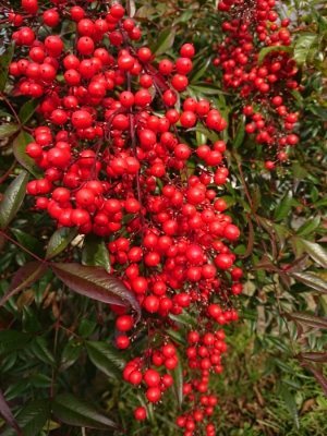 f:id:roukenhome-ann:20181201052510j:plain f:id:roukenhome-ann:20181201052510j:plain