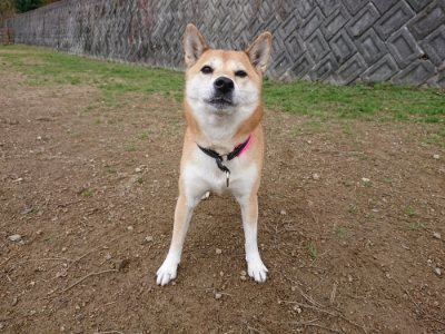 f:id:roukenhome-ann:20181201052515j:plain f:id:roukenhome-ann:20181201052515j:plain