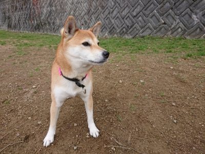 f:id:roukenhome-ann:20181201052522j:plain f:id:roukenhome-ann:20181201052522j:plain